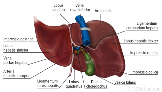 Liver Diagram With Labels Easy / Heart Diagram | Anatomy Of Heart