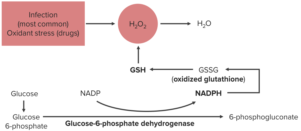 Glucose-6-phosphate dehydrogenase