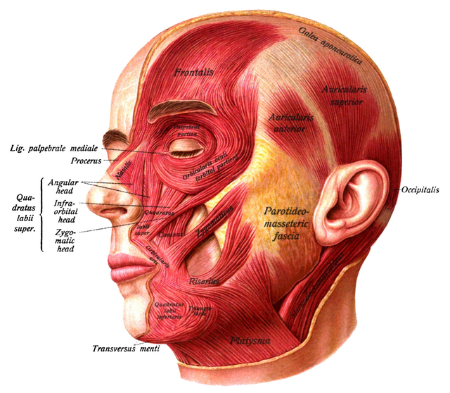 Facial Muscle Contraction 48