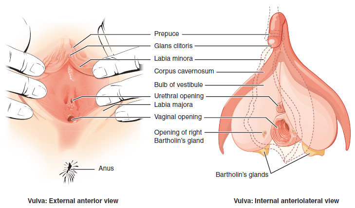 Learning About Women Sexual Organs 5